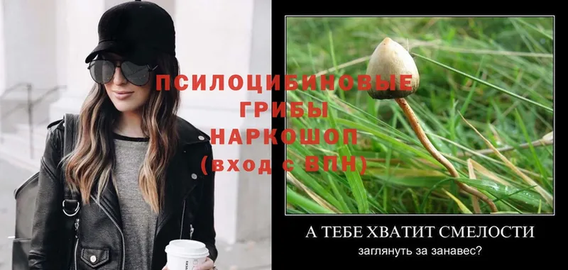 продажа наркотиков  Геленджик  Псилоцибиновые грибы Psilocybine cubensis 